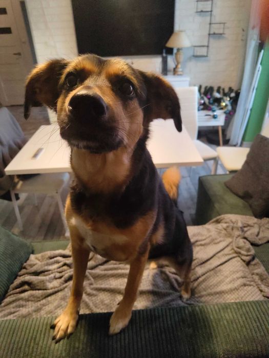 Oddam suczkę do Adopcji, Bajka szuka nowego domu