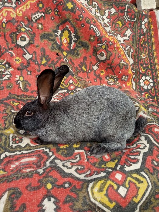 Кролі кролики полтавське срібло