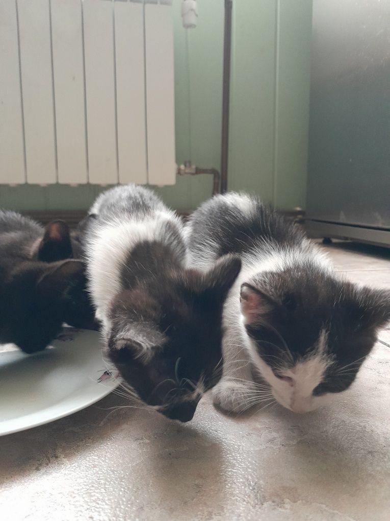 Oddam kotecki za darmo 3 czarnej maści dwa czarno-białe