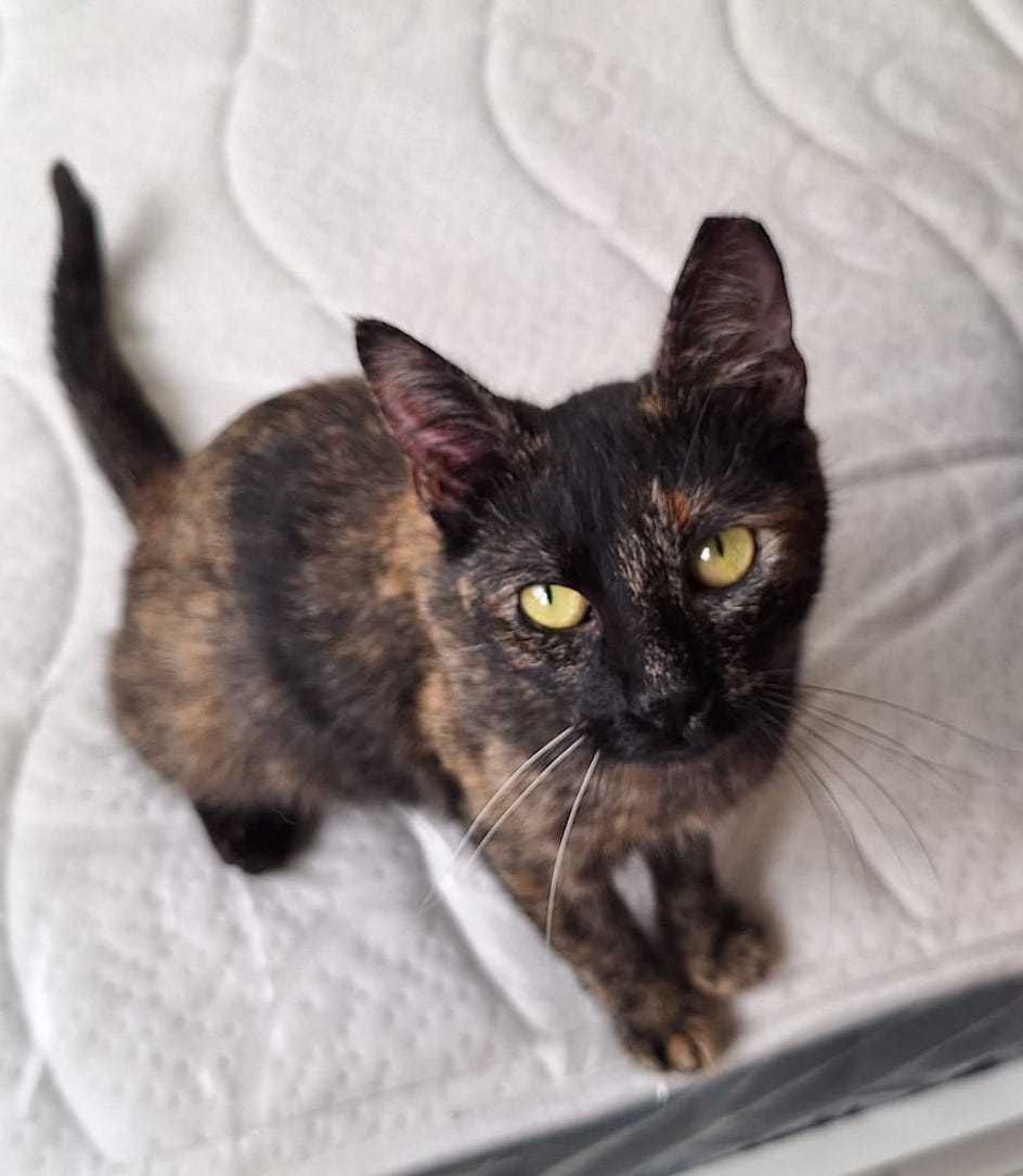 Gatinha de 5 meses para adopção