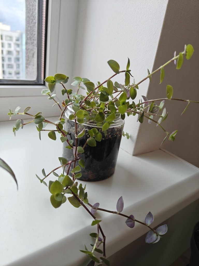 Калізія повзуча callisia repens