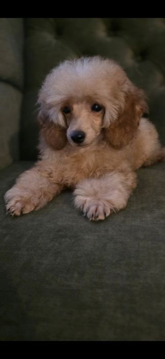 Pudel pudelki miniaturowe- chłopiec.