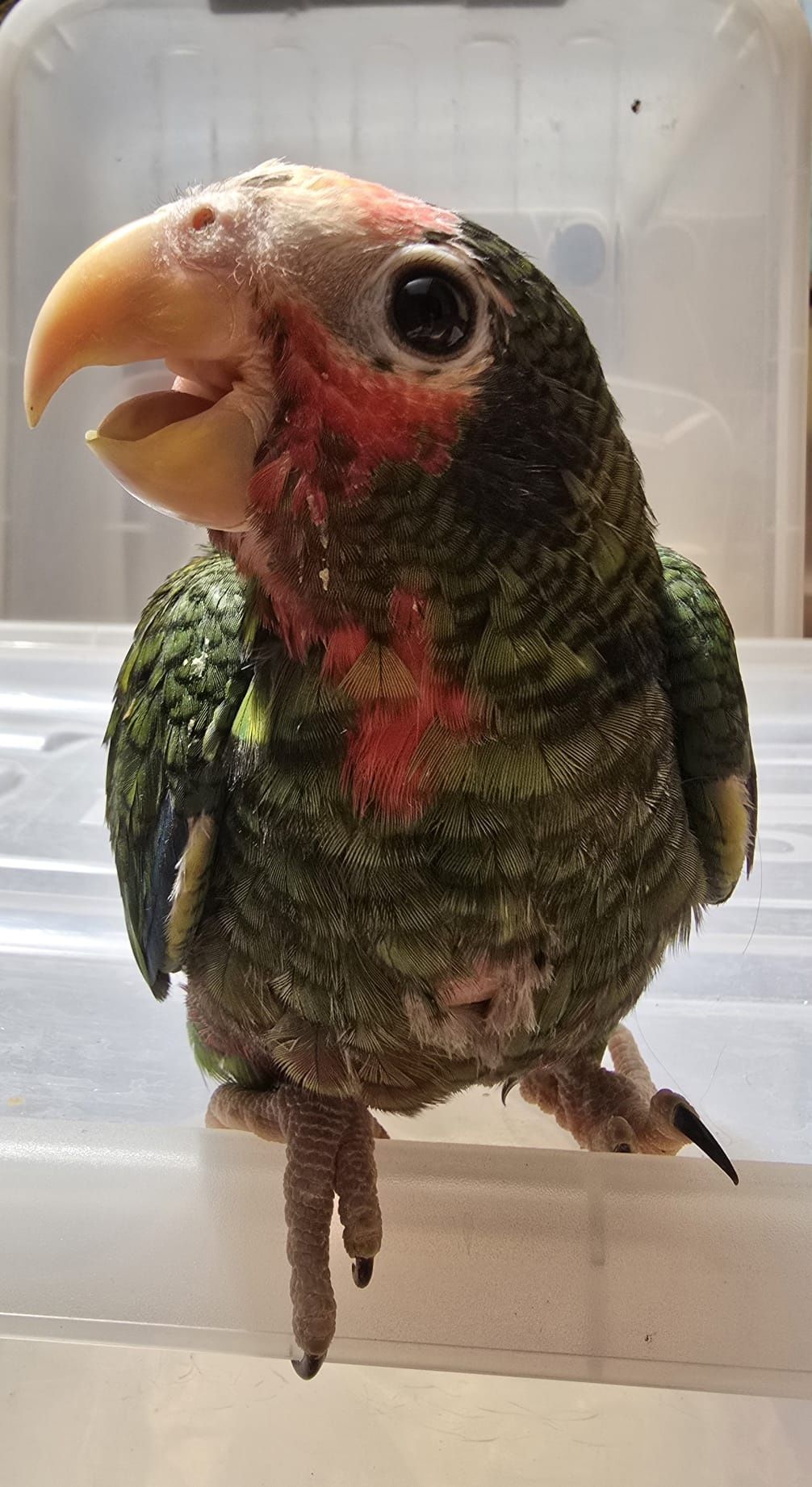 Amazona leucocephala (cubano)