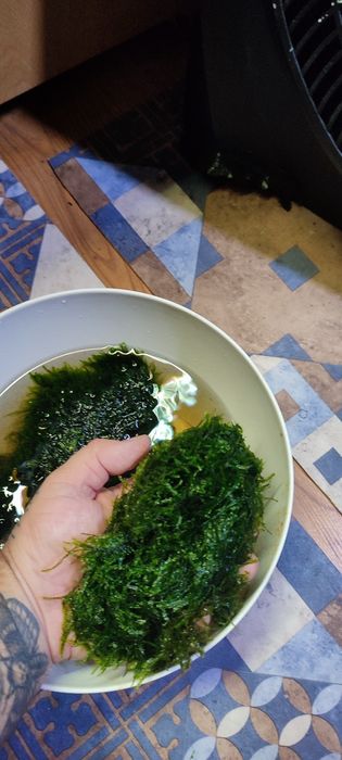 Sprzedam mech do akwarium