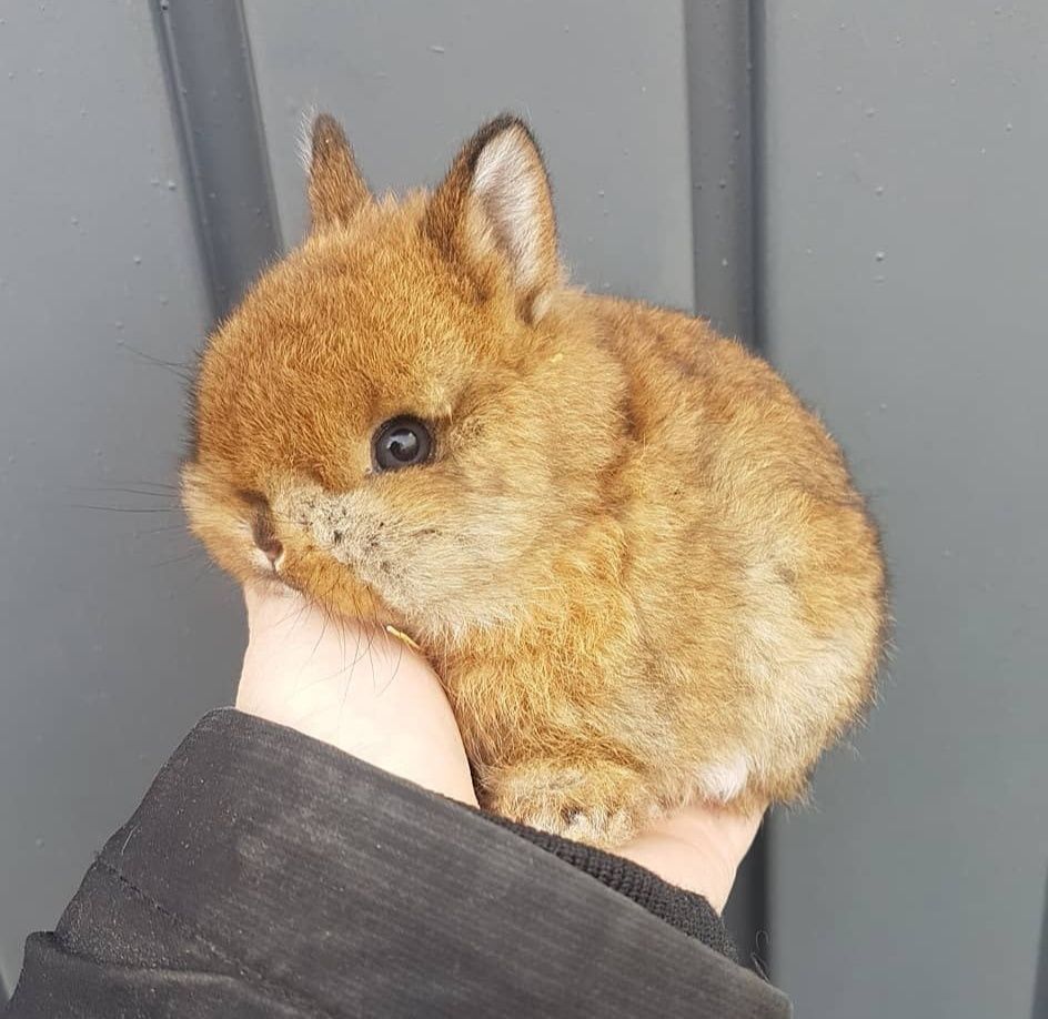 Mini Coelhos anões + alimentação adequada + gaiola nova