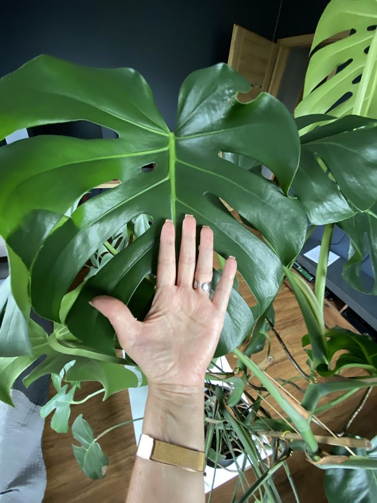 Monstera duża zielona