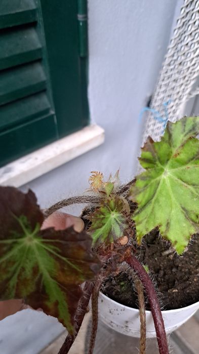 Planta Begônia rex