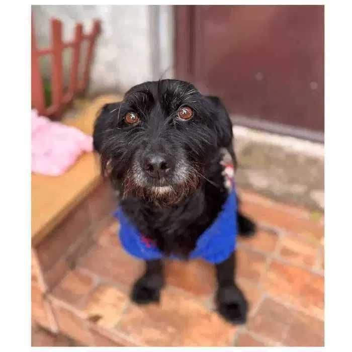 Ищет дом! Спокойная небольшая собака