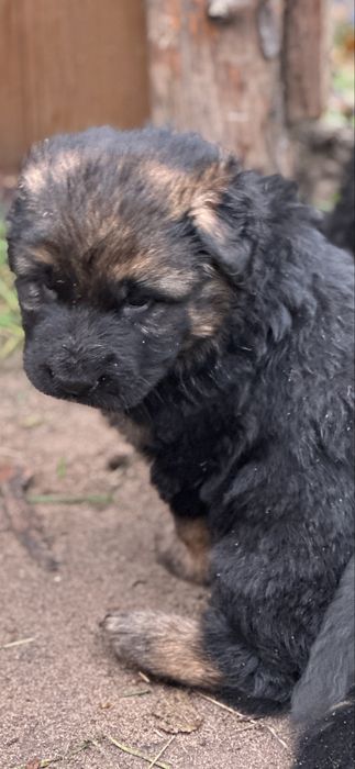 Owczarek Niemiecki Długowlosy rezerwacja dostepne 25.11.2025