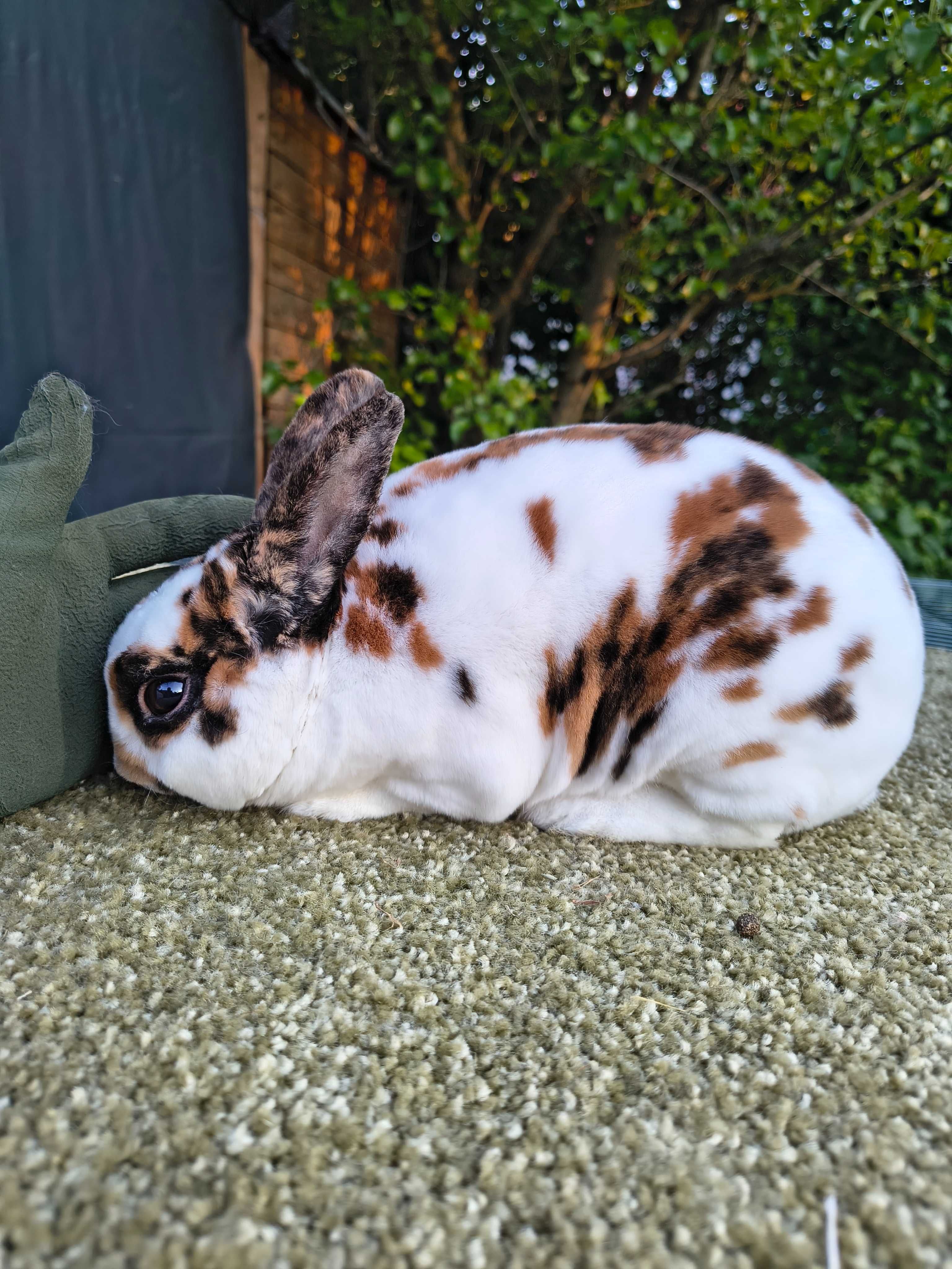 Mini rex gepard/ trojbarwny