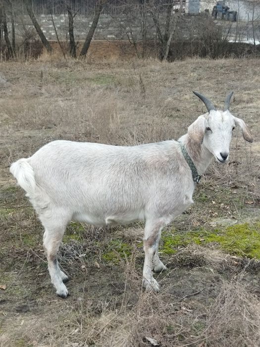 Козлы козочки козлята
