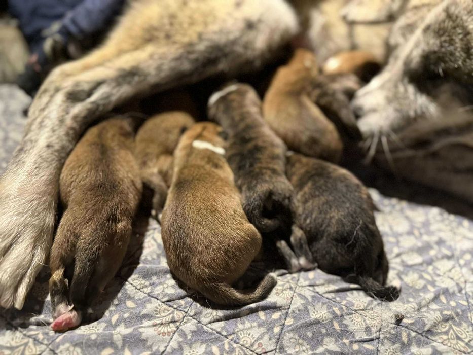 Akita Japońska*czerwony samiec*hodowla ZKwP