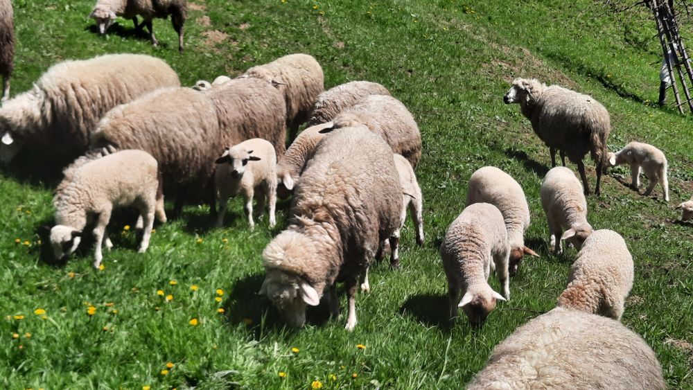 Вівці продаються породи суффолк та інші.