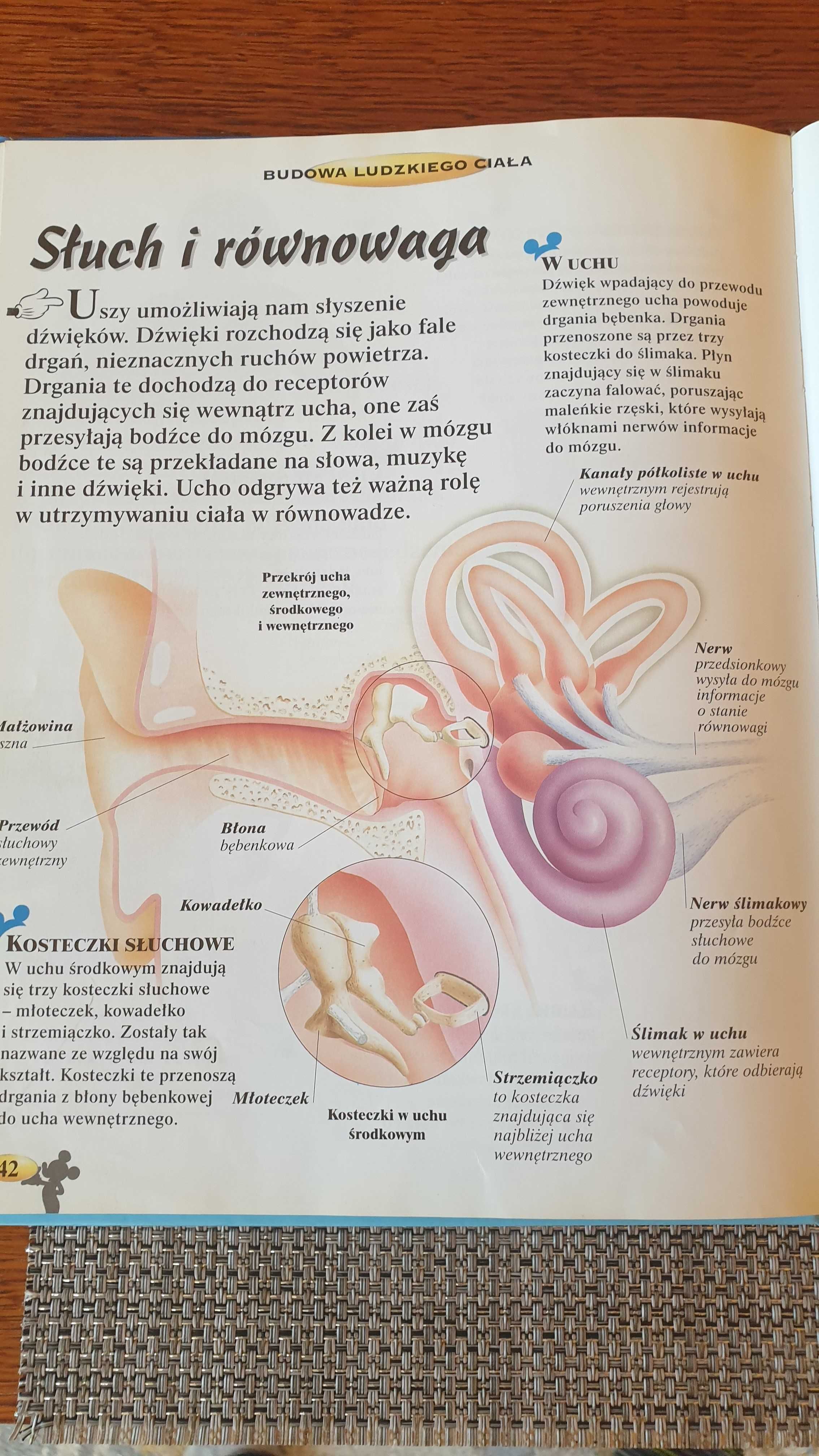 Budowa ludzkiego ciała - Moja pierwsza encyklopedia