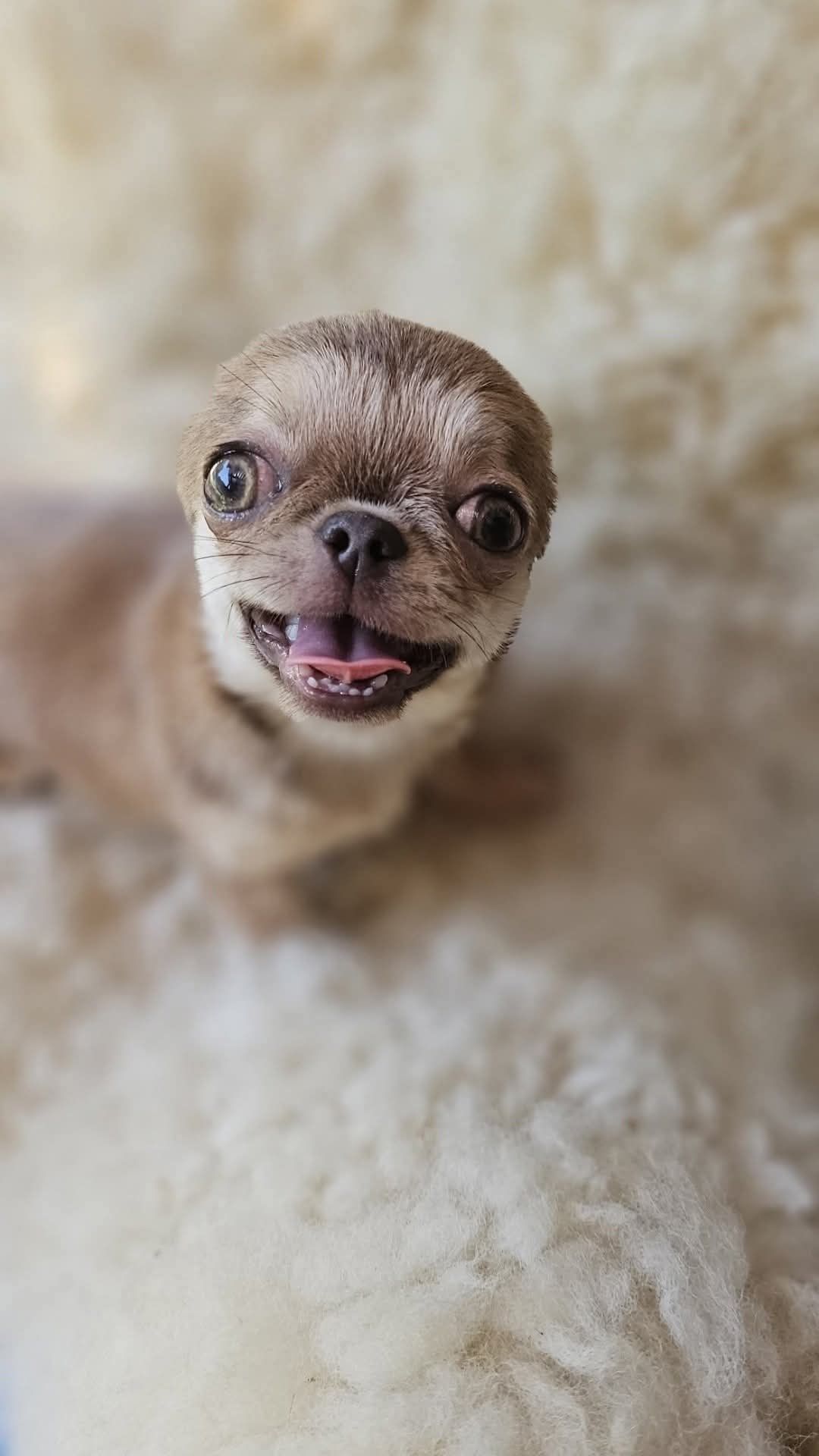 Chihuahua miniarurka isabela podpalana