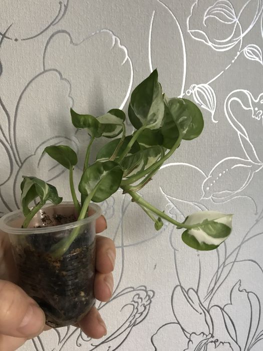 Сциндапсус