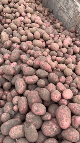 продам Картоплю від фермера