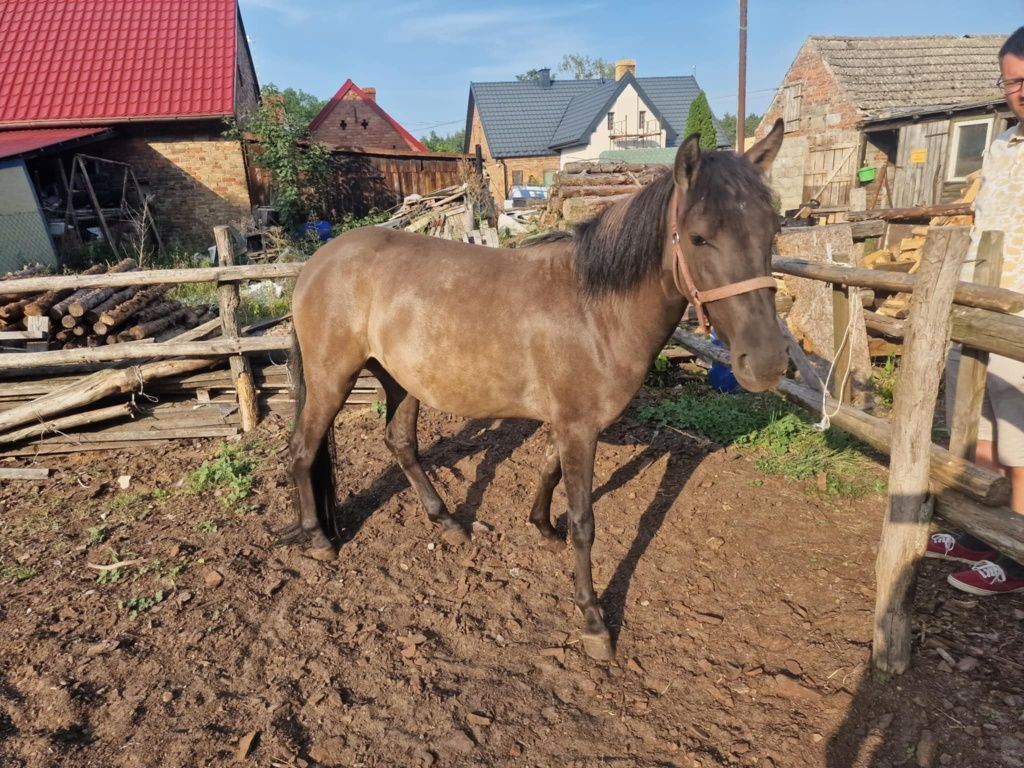 Konik polski klacz I ogier