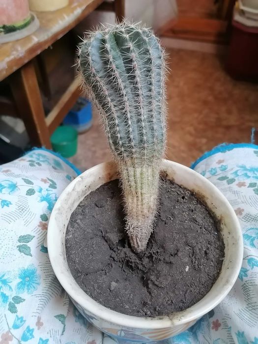 Комнатный кактус .