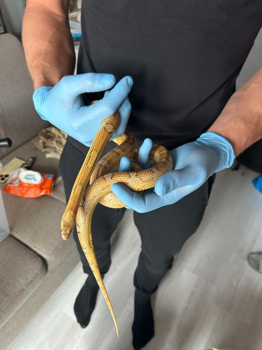 Węże zbożowe różne odmiany