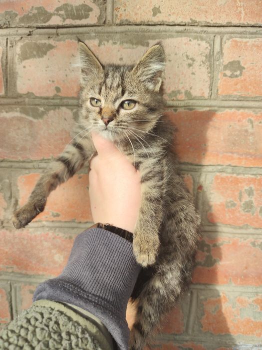 Кошеня хлопчик, 3 місяці