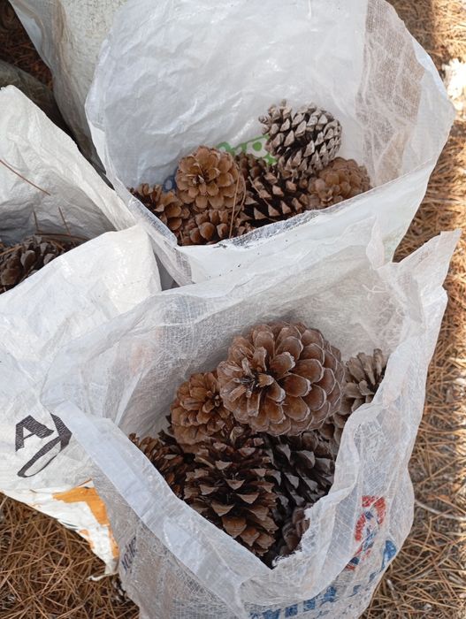 Várias Lenhas e pinhas