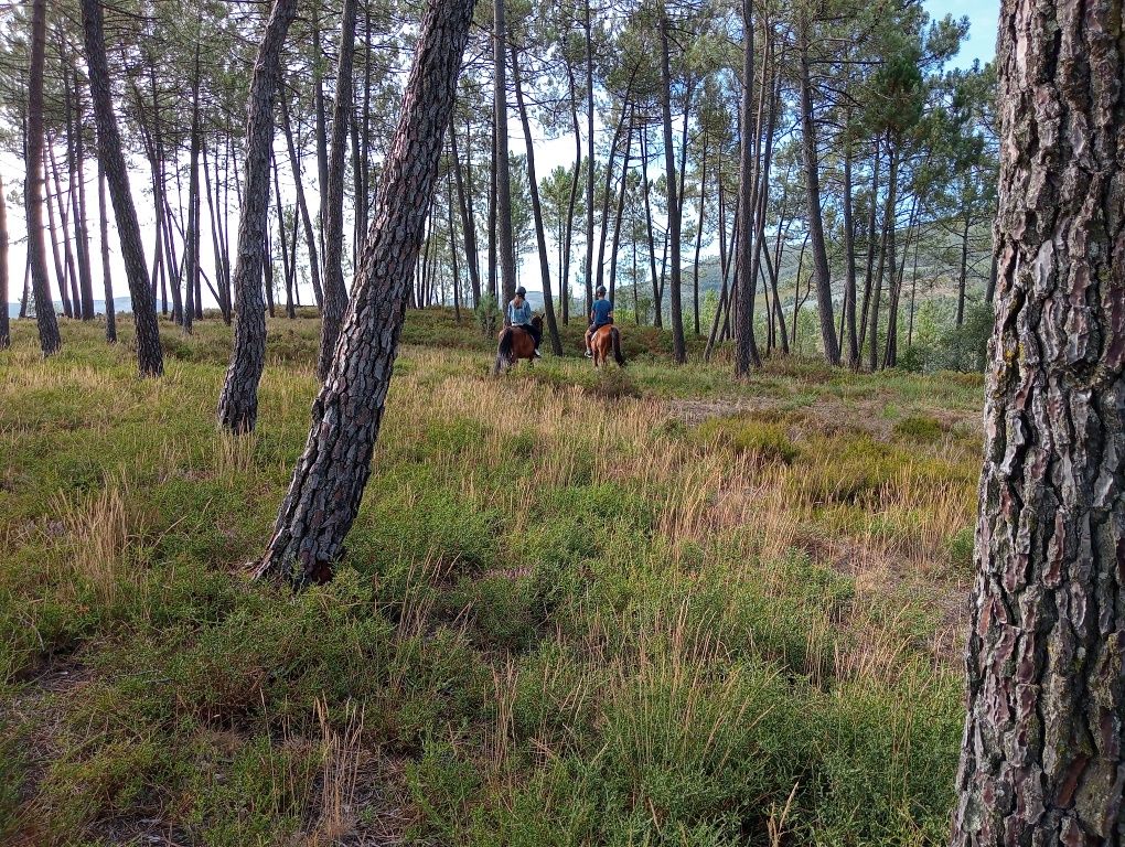 Passeios de cavalo /Aluguer de cavalos