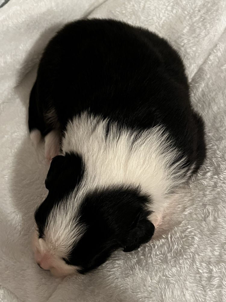 Piesek Border Collie
