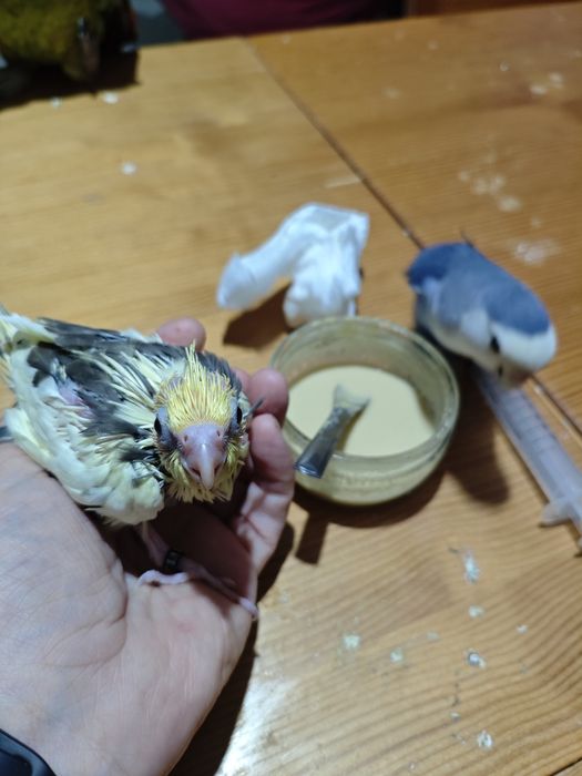 Caturras criadas a mão
