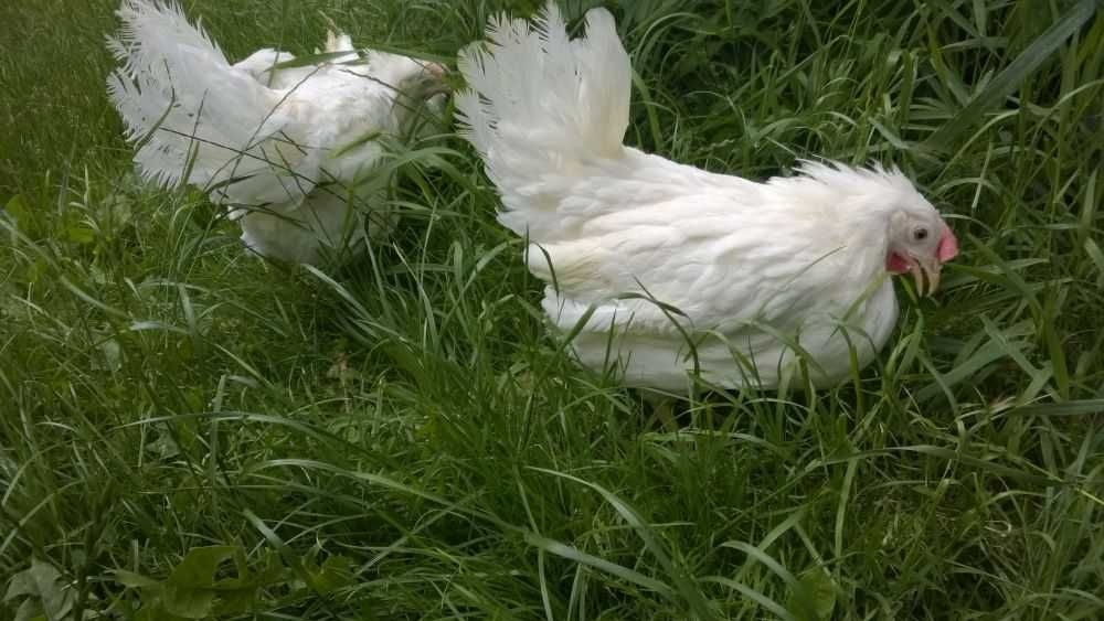 Ferma sprzeda kury leghorn z96