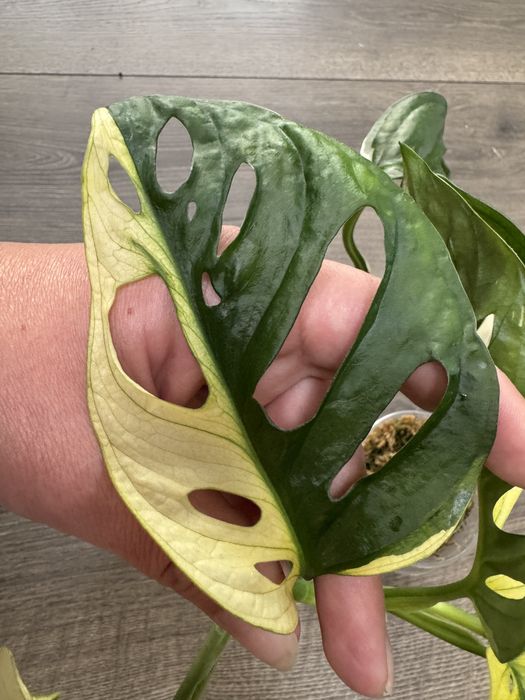 Monstera Adansonii Variegata - pędówka
