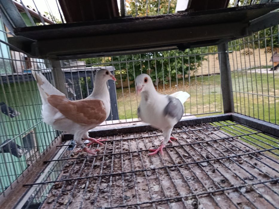 Gołębie lotowe tarczowe na sprzedaż