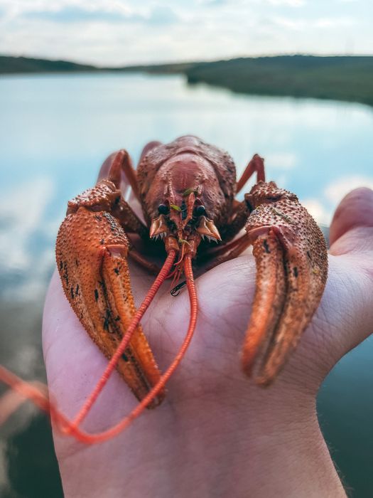 Живі раки, краща ціна
