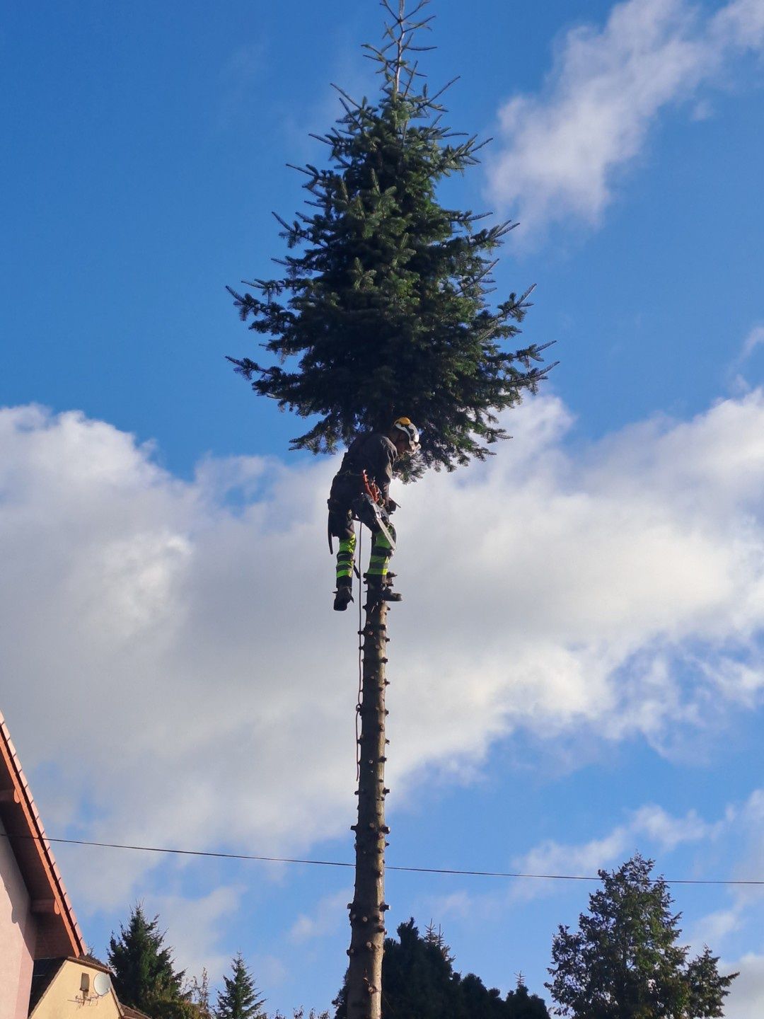Wycinka drzew metodą alpinistyczną, wycinanie drzew, przycinanie.