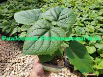 Paulownia Turbo Pro®, Híbrido estéril  produção de madeira caldiad
