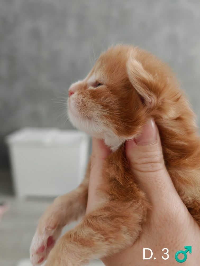 Rudy klasyczne pręgowany z bielą kocurek Maine Coon
