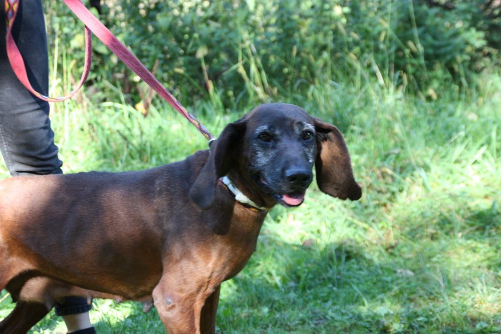 Sunia w typie rasy posokowiec bawarski do ADOPCJI. za darmo.