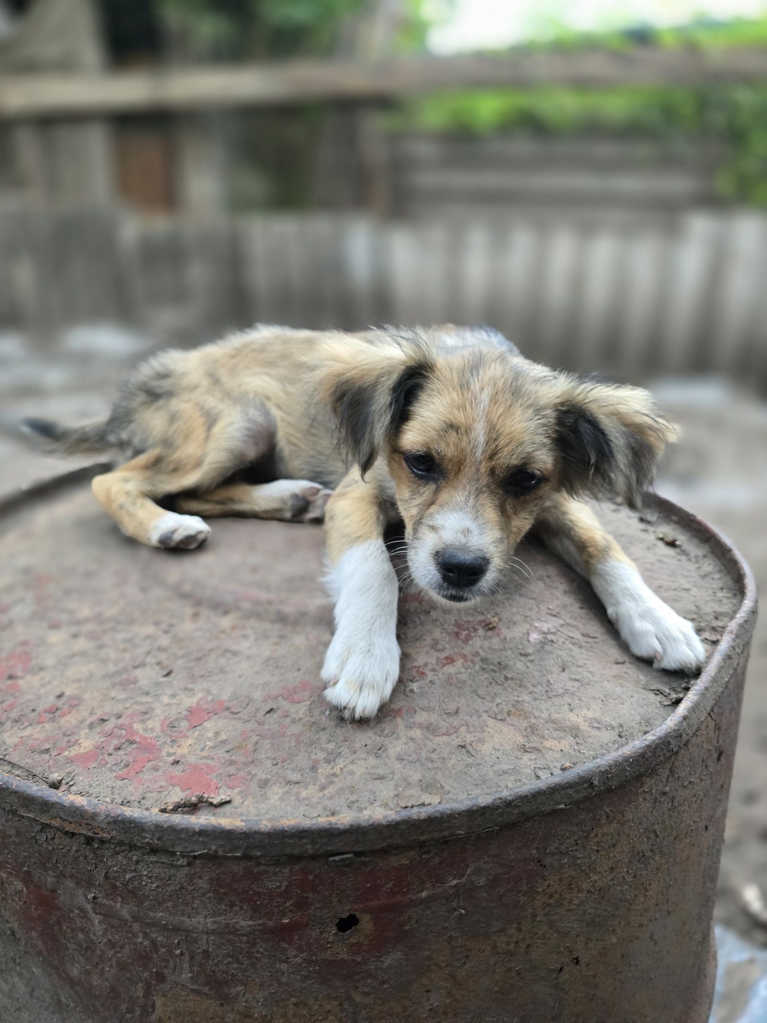 Цуценя в добрі ручки!