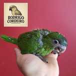 Araras Nobilis disponíveis