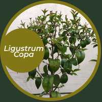 Ligustrum de Copa