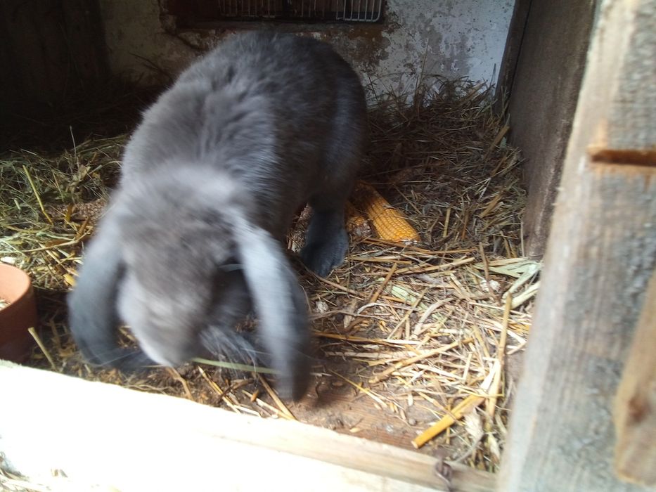 Sprzedam dwie baranie