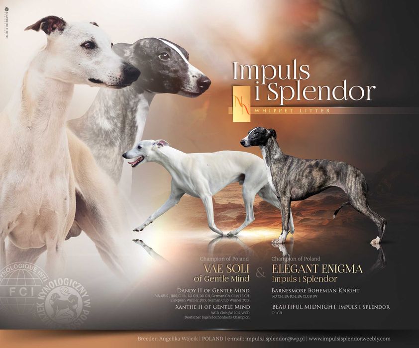 Whippet Chart Angielski, ZKwP/FCI, cudna sunia SATI