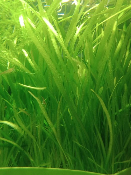 Trawka akwariowa vollisneria