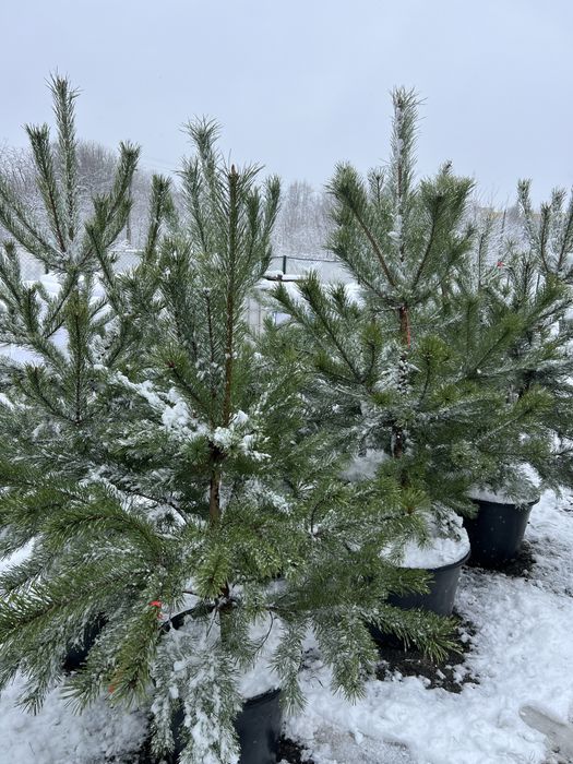 Ялинка у горщику жива ялинки новорічні