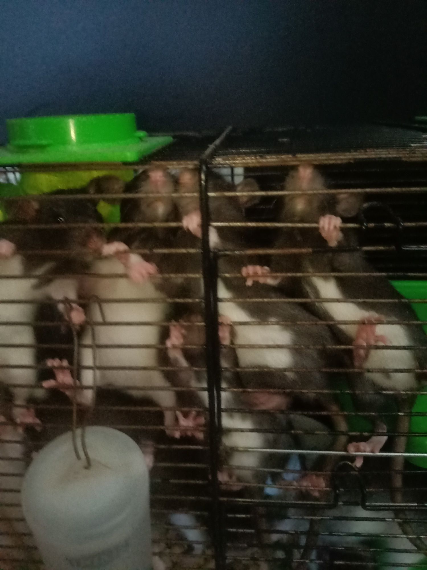 Szczurki młode samczyki i samiczki