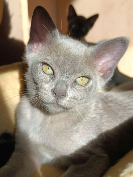 Європейська Бурма, блакитні кошенята