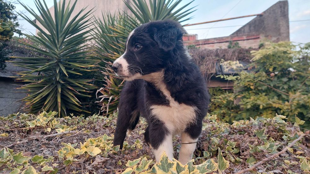 Collie preta e branca fêmea