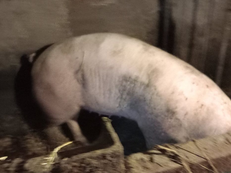 Продам домашню свиню 110 за кілограм