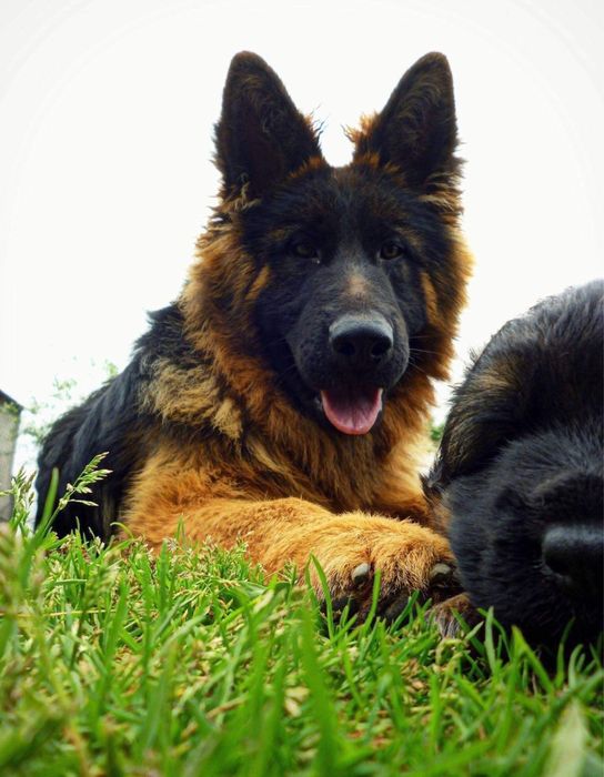 Owczarki Niemieckie Owczarek Niemiecki KLASA