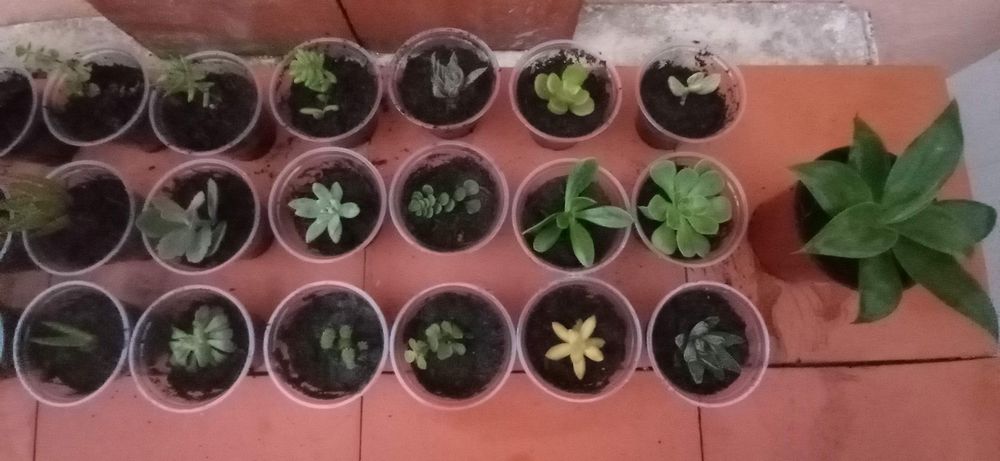 Suculentas em vaso 4